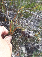 Protea witzenbergiana