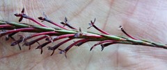Struthiola macowanii