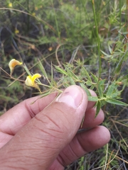 Aspalathus alpestris