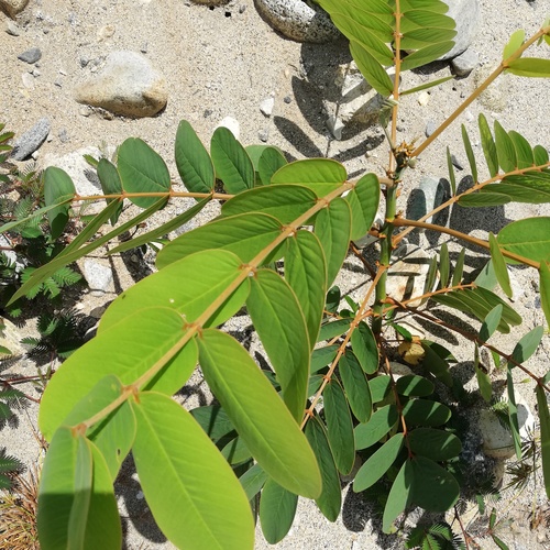 Senna reticulata - Whole tree