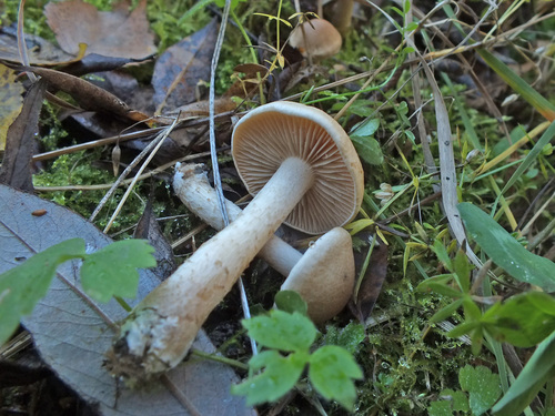 Hebeloma hetieri image