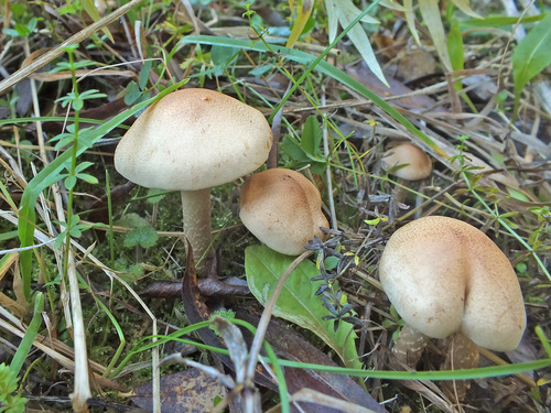 Hebeloma hetieri image