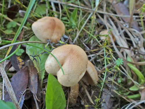 Hebeloma hetieri image