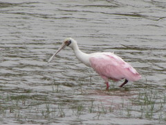 Platalea ajaja
