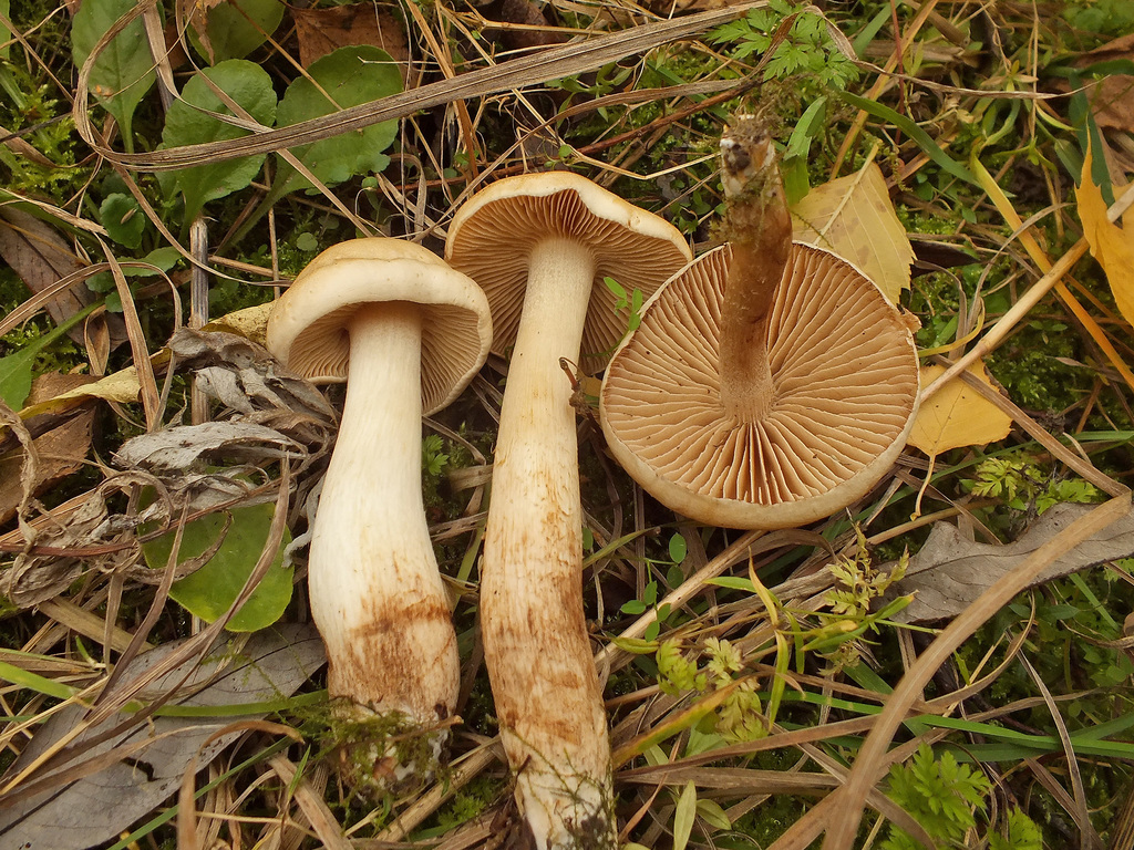 Fragrant Poisonpie