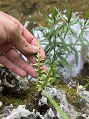 Asplenium × ebenoides, photograph (c) Nathan Aaron, some rights reserved (CC BY)