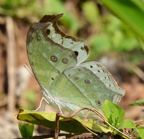 Common Mother-of-Pearl