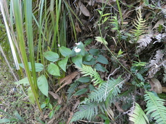 Tripladenia cunninghamii