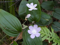 Tripladenia cunninghamii