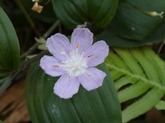 Tripladenia cunninghamii