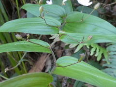 Tripladenia cunninghamii
