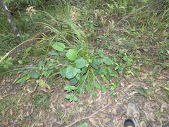 Leichhardtia rostrata