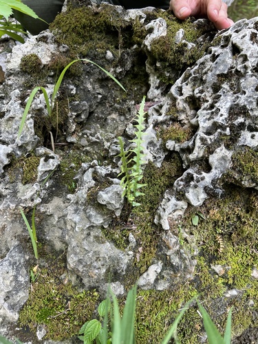Asplenium × ebenoides, photograph 2