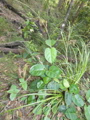Leichhardtia rostrata