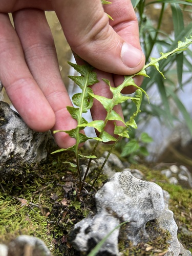 Asplenium × ebenoides, photograph 3