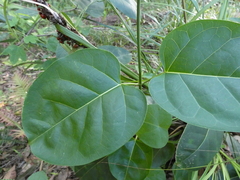 Leichhardtia rostrata