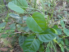 Leichhardtia rostrata