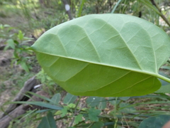 Leichhardtia rostrata