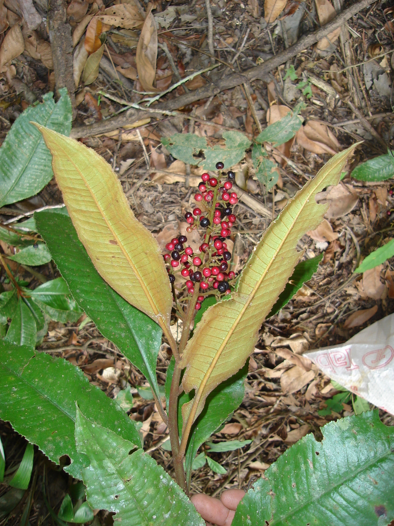 Parathesis amazonica