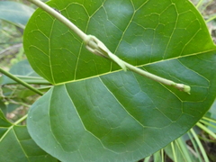 Leichhardtia rostrata