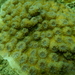 Hedgehog Coral - Photo (c) mwamlavya, some rights reserved (CC BY-NC), uploaded by mwamlavya