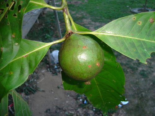 Alibertia claviflora