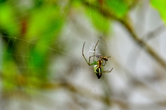 Leucauge blanda
