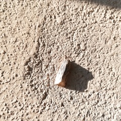 Oncocnemidinae