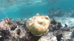 Hydnophora microconos