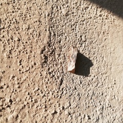 Oncocnemidinae