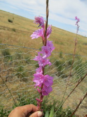 Watsonia marginata