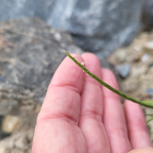 Image of Parapholis cylindrica by (c) D Defreese, some rights reserved (CC BY)