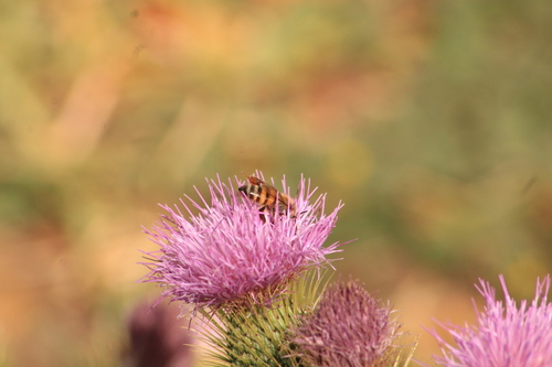 Image of Cirsium rhaphilepis by (c) Ricardo Betancourt Sánchez, some rights reserved (CC BY)