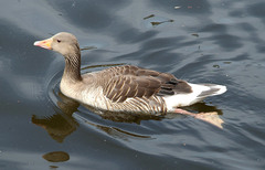 Anser anser