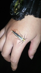 Chrysorabdia vilemani