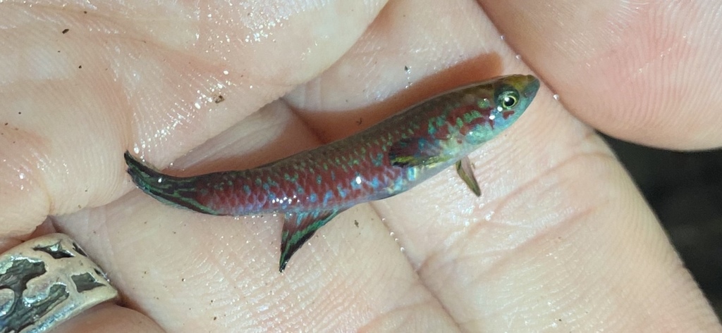 Killi de Cauvet (Scriptaphyosemion cauveti)