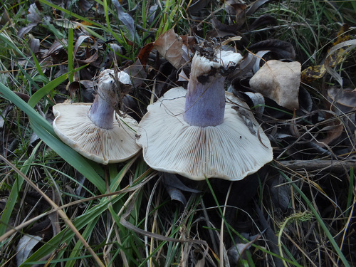 Lepista personata image