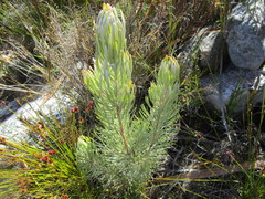 Leucadendron album