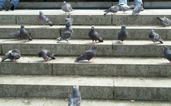 Columba livia domestica