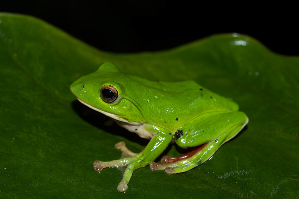 Moltrecht's Green Tree Frog (Zhangixalus moltrechti) · iNaturalist