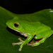 Moltrecht's Green Tree Frog - Photo (c) CHUNG CHANG-LIN, some rights reserved (CC BY-NC), uploaded by CHUNG CHANG-LIN