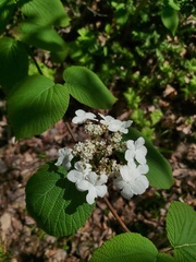 Viburnum lantanoides image