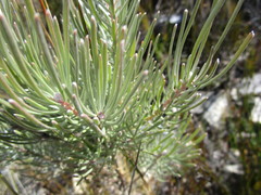 Leucadendron album