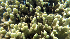 Millepora platyphylla