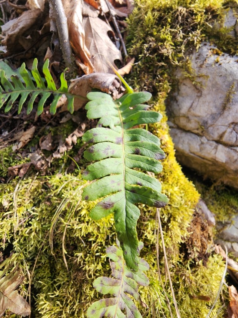 rock polypody from Mindemoya, ON P0P 1S0, Canada on May 6, 2023 at 03: ...