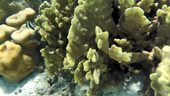 Millepora platyphylla