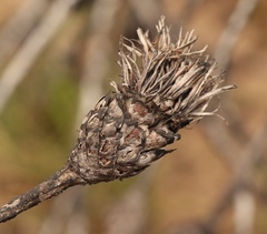 Protea lanceolata