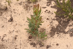 Protea lanceolata