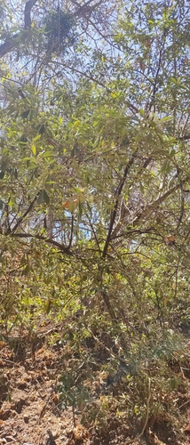 Image of Quadrella indica by no rights reserved