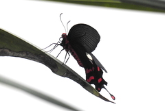 Byasa polyeuctes
